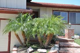 Photograph by lukestehr via flickr. Phoenix Roebelenii Pygmy Date Palm Plantmaster