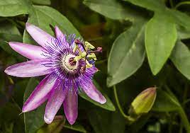Complete Guide To Passion Flowers How To Grow Care For Passiflora