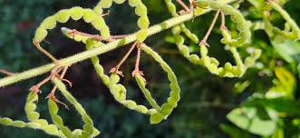 Image result for Desmodium uncinatum