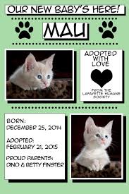 Cat adoption is a wonderful thing, but the whole process can be overwhelming. New Kitten Pet Adoption Free Pet Adoption Sale Flyer