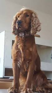 Süßer cocker spaniel sucht neues zuhause! Fur Unseren Cocker Spaniel Tierschutzverein Wolmirstedt Facebook