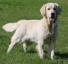 English black and yellow labrador puppies for sale in california! English Cream English Golden Retriever Puppies Carson City Michigan English Golden Retriever Puppy Golden Retriever Retriever Puppy