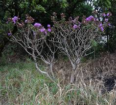 Image result for Dissotis melleri