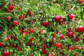 And the taste varies across the line. 11 Dwarf Fruit Trees You Can Grow In Small Yards
