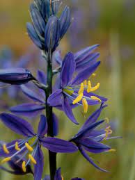 Pin On Flowers