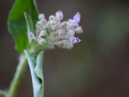 Image result for Floscopa