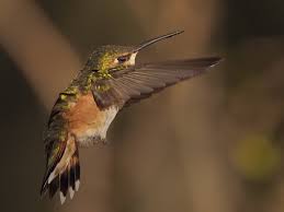What materials does the rufous hummingbird use to build its nest? Female Rufous Hummingbird Olympus Digital Camera Flickr