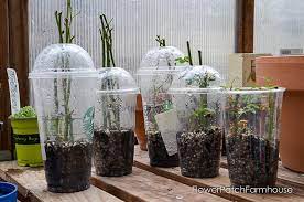 Find other ways to propagate. Easiest Ways To Root Roses From Cuttings Flower Patch Farmhouse