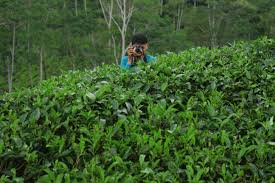 Lebih dekat dengan kebun teh nglinggo kulon progo. Pesona Kebun Teh Desa Wisata Nglinggo Yogyakarta Mitrablogger