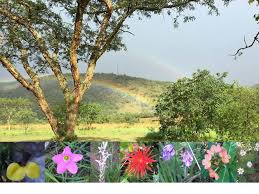 Image result for Macledium zeyheri