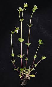 Image result for Cerastium glomeratum