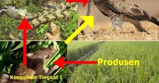 Daftar isi  hide 1 pengertian rantai makanan di sawah. Pengertian Rantai Makanan Dan Contoh Rantai Makanan Pada Ekosistem Alam Dan Buatan Website Pendidikan