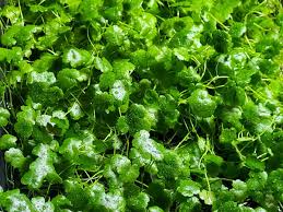 Image result for Hydrocotyle sibthorpioides
