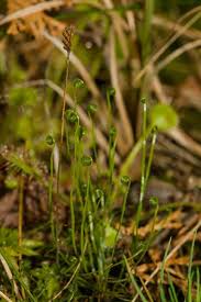 Image result for Schizaea