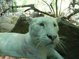 Nancy S Jubilee White Tiger At The Caldwell Zoo In Tyler Texas Adventure Activities Animals Zoo