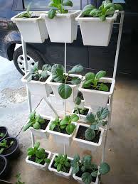 Buah bendi boleh dimakan sebagai ulam atau dibuat masakan. Cikgu Kebun Academy Tips Tanam Sayur Organik Dalam Pasu Bertingkat