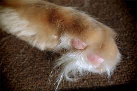 A cat needs their whiskers called vibrassae (which act as touch receptors and cat radar) for a great many reasons. Cat Grooming Blog The Shaven Pussycat By Janet Wormitt