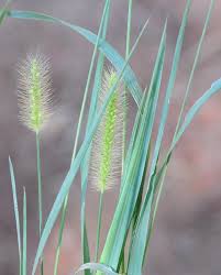 Image result for Setaria