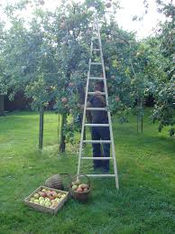 Shop storage, furniture, storage & more! Orchard Ladders Hulley Heritage Range Of Wooden Steps Ladders