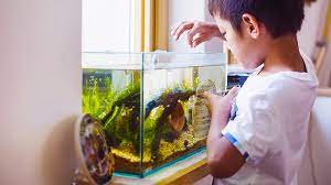 Di dalam penelitian kehidupan aquatic aquarium sering dijadikan sebagai suatu model ekosistem aquatik (heru susanto. Stop Memberi Makan Berlebih Kenali Bahaya Overfeeding Pada Ikan Dunia Peliharaan