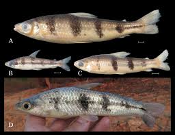 Image result for Pteronia acuminata