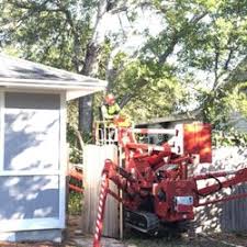 Palm harbor tree stump removal expertise. Tree Services In Palm Harbor Yelp