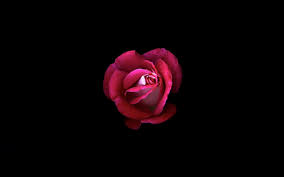 Rose Wallpaper Dark Pink Baby Pink Rose Wallpaper Flowers Pics A striking dark pink rose with luscious petals. baby pink rose wallpaper flowers pics