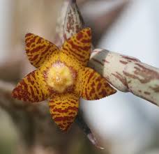 Image result for Orbea schweinfurthii