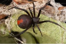 Most are black with bright red markings, although some are brown with bright. Redback Spider Facts Lesson For Kids Biology Class 2021 Study Com
