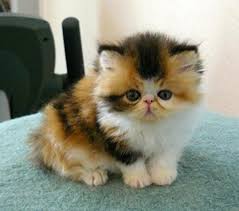 Unlike the persian, this is a cat that doesn't require near the amount of grooming. Persian Short Hair Kitten Biological Science Picture Directory Pulpbits Net