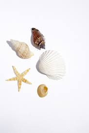 Luxury Hotels Greece 5 Star Holidays Luxury Resort Greece Sani Luxury Family Holidays Halkidiki Sea Shells
