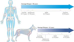 Edited to show frequent bone cancer locations in dogs. Spontaneous Dog Osteoarthritis A One Medicine Vision Nature Reviews Rheumatology