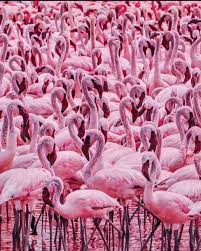 Lake Bogoria In Roft Valley Kenya Is Full Of Flamingos This Saline Lake Lies In A Volcanic Region Of Kenya Flamingo Popular Photography Photography Advice