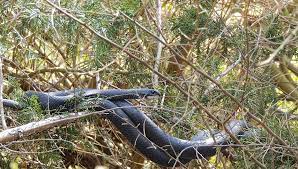 Northern Black Racer Bucks County Pa April 2017 Bucks County Scenic Black Racer