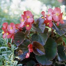 Collect your own seeds to sow in spring. Are Begonias Annuals Or Perennials Better Homes Gardens