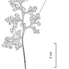Image result for Anogramma leptophylla