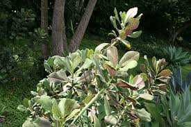 Image result for Synadenium grantii