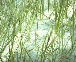 Image result for Potamogetonaceae