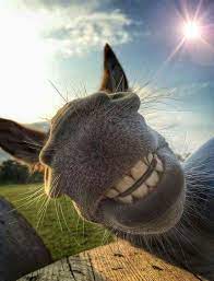 images?q=tbn:ANd9GcRNFPBm3adfrzcy1Se8M0C