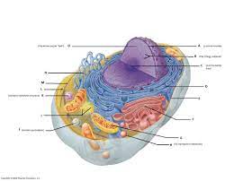 We did not find results for: Bio Identification Of Cell Parts Animal Cell Diagram Quizlet
