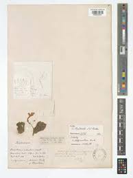 Image result for Streptocarpus arcuatus