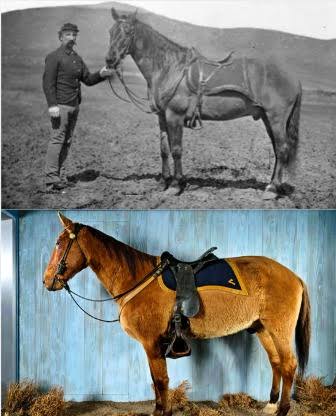 Comanche: The Horse Who Survived Custer's Last Stand In the long and often  tragic history of the American frontier, few animals have become as  symbolic as Comanche, the U.S. Cavalry horse remembered