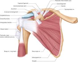 A detailed chart showing normal anatomy of the shoulder as well as common injuries. Pin On Nurse Studies
