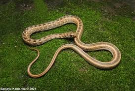 Image result for Amphiasma