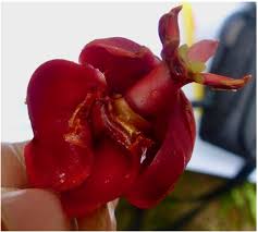 Image result for Symphonia globulifera