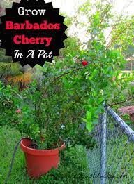 Nicholas abbey property, cherry tree hill actually borders, st. How To Grow Barbados Cherry Life Is Just Ducky