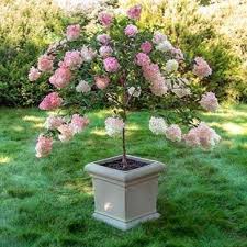 If you have a patio garden, grow hydrangea there and adorn it with its multiple colors. Pinky Winky Hydrangea Tree Plantingtree