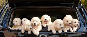 English cream goldens, carrollton, georgia. English Cream Golden Retriever Puppies White Golden Retriever For Sale Dedicated To Healthy Breeding Of English Cream Golden Retrievers