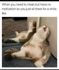 Head on over to www.printmeme.com and check out our collection of memes! Top 75 Funny Cats Memes Funny Animals Funny Cat Dompict Com Funny Animal Memes Funny Cat Memes Cute Animal Memes
