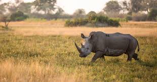 Conviértete en un maestro de las superficies. Uber Uns Rhino Africa Safaris Rhino Africa